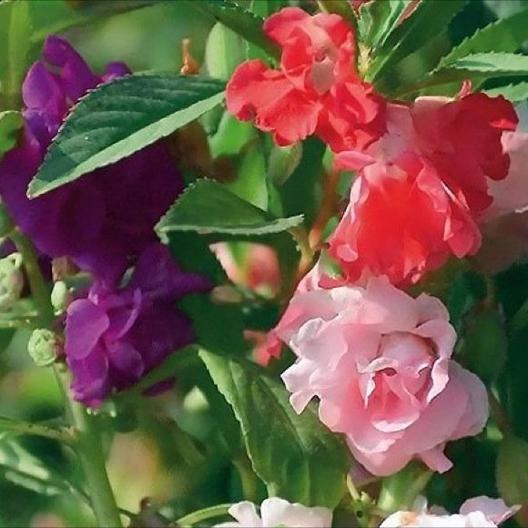 SEMILLAS DE IMPATIENS - MEZCLA DE FLORES TIPO CAMELIA