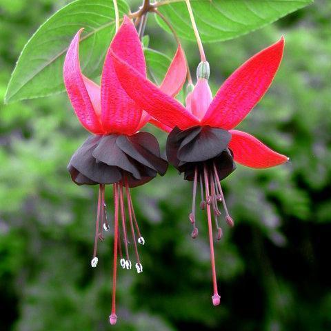 Semillas de flores de fucsia, semillas de flores de linterna, semillas de flores bonsái