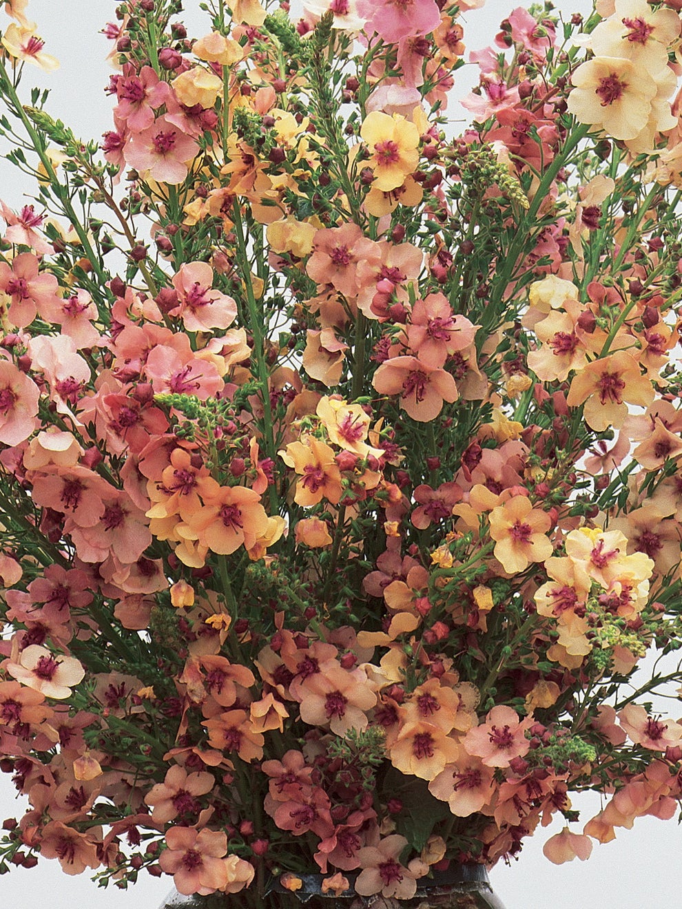 Verbascum Southern Charm Mezclado
