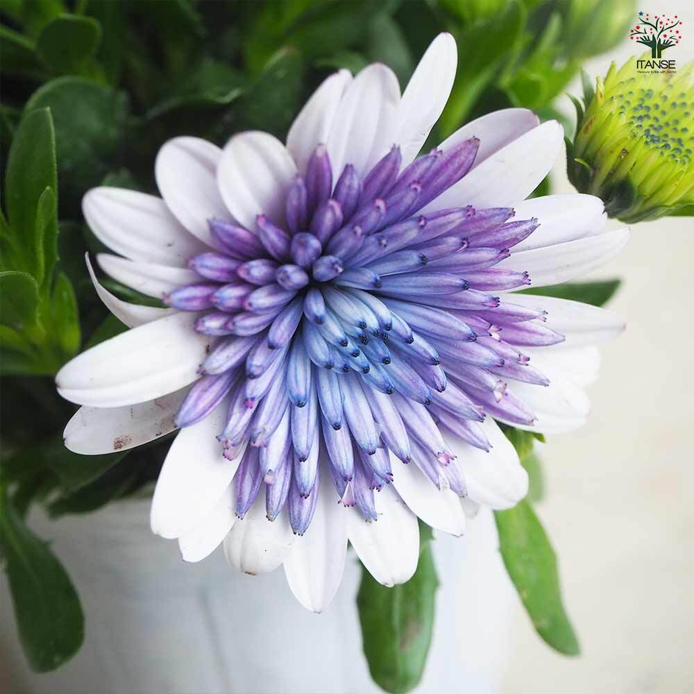 Semillas de caléndula 'Sky Blue Misty Rain'