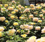 Peaceful Roses - The Messenger of Peace