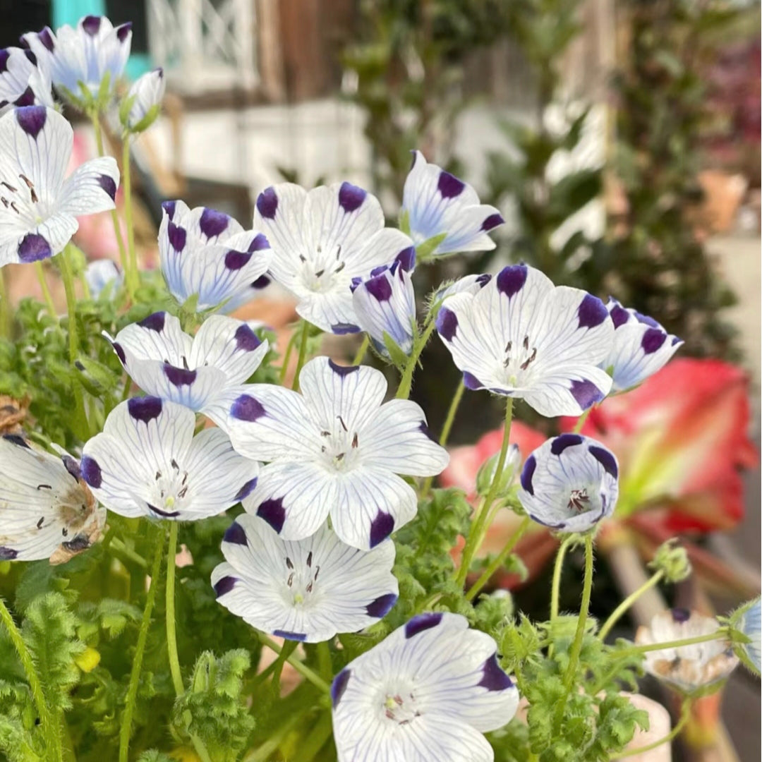 Nemophila-Ojos Azules de Bebé