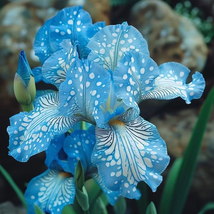 Enchanted Mirage-Rare Iris Bulbs⚜️