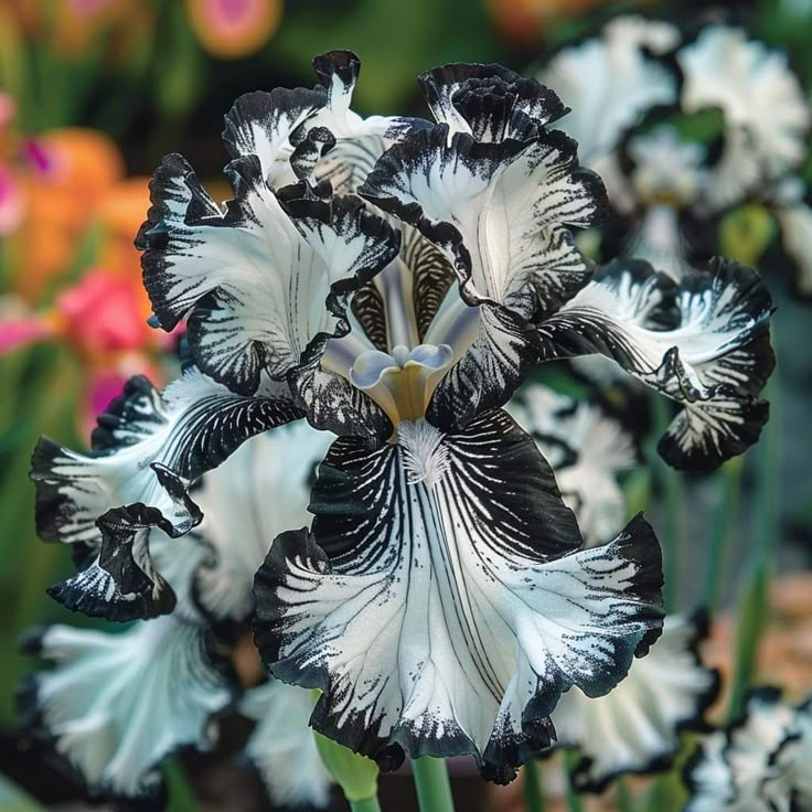Emerald Wave-Rare Iris Bulbs⚜️
