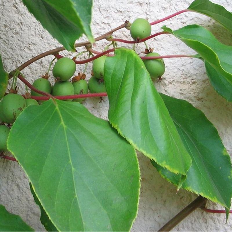 Egrow 50 unidades (100 unidades)/bolsa de semillas de kiwi mini, semillas de kiwi en miniatura, Actinidia Arguta, semillas de frutas resistentes