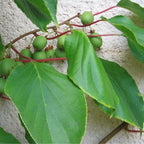 Egrow 50 unidades (100 unidades)/bolsa de semillas de kiwi mini, semillas de kiwi en miniatura, Actinidia Arguta, semillas de frutas resistentes