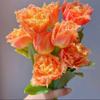 Semillas de tulipán de color raro para bonsái