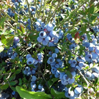 Giant Blueberry Fruit Seeds