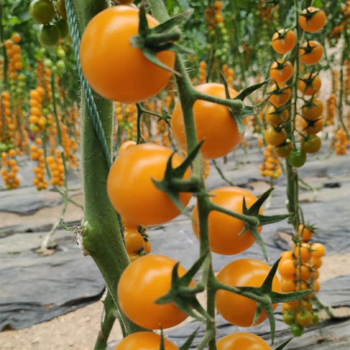 Semillas de tomate cherry amarillo Patio Choice