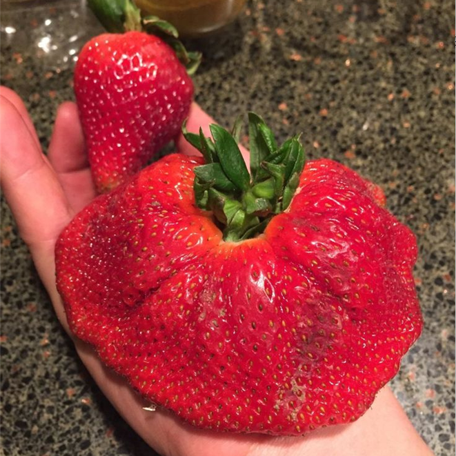 🍓Semillas de fresa súper gigantes