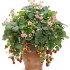 Berried Treasure Pink Strawberry
