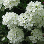 💐Semillas de Verbena de Jardín