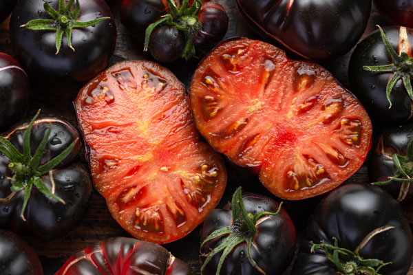 Tomate Giant Black Beauty