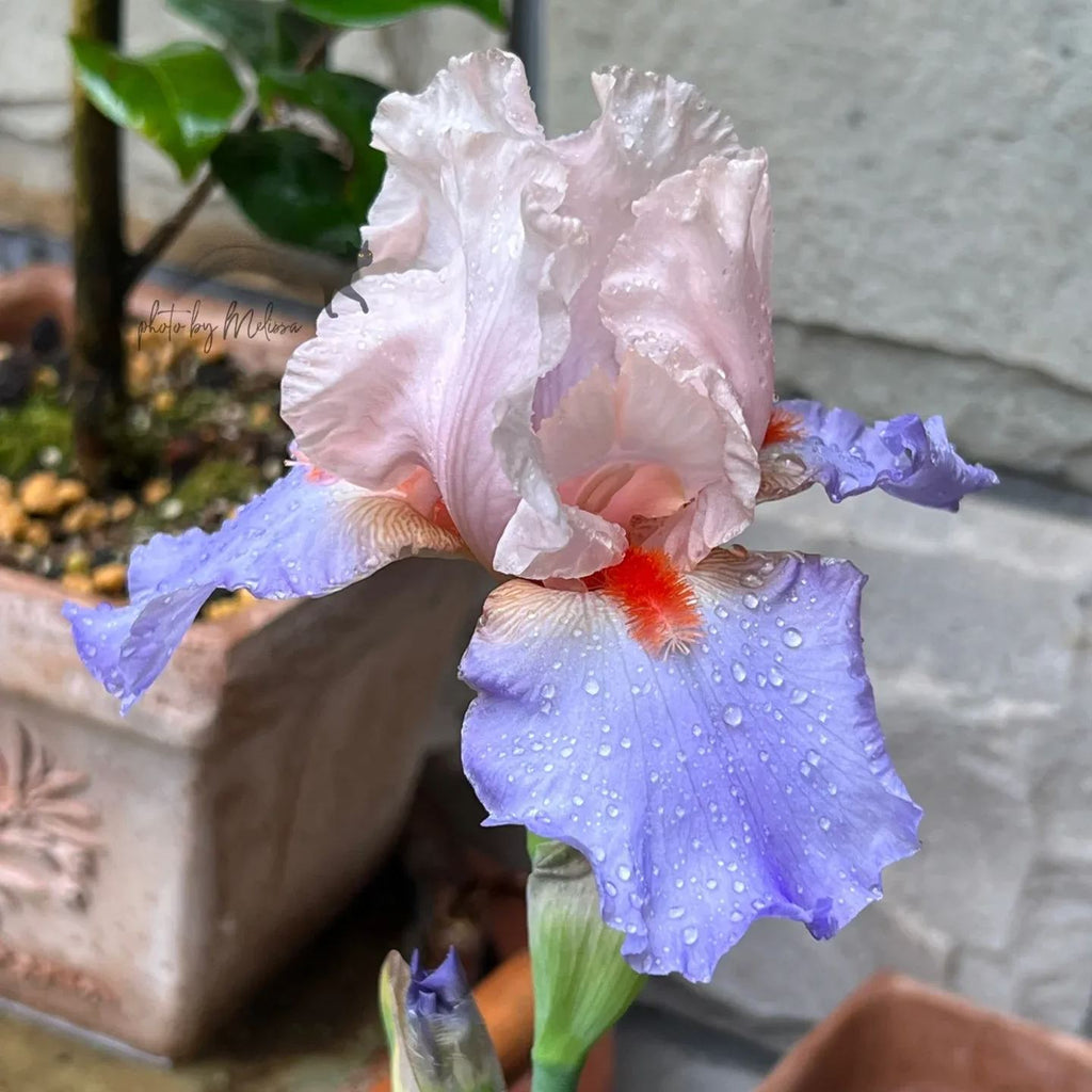 Iris Germanica 'French Cancan'