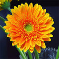 Semillas de gerbera naranja, girasol