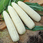 Sweet Corn Freedom MXR F1