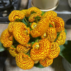 Calceolaria  Crenatiflora Seeds