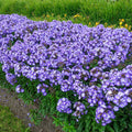 Phlox de rotonda