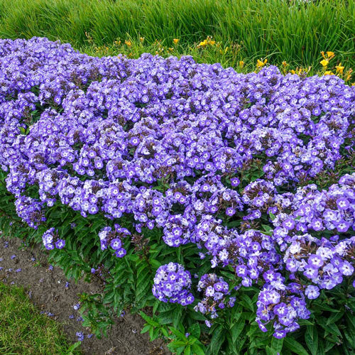 Phlox de rotonda