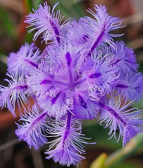 🌸 Semillas de pasionaria morada – ¡Cultiva tu propio paraíso exótico!