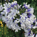 🎁Oferta de Año Nuevo🎁Agapanthus ‘Twister’