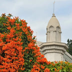 🧡Flor de Pyrostegia Venusta