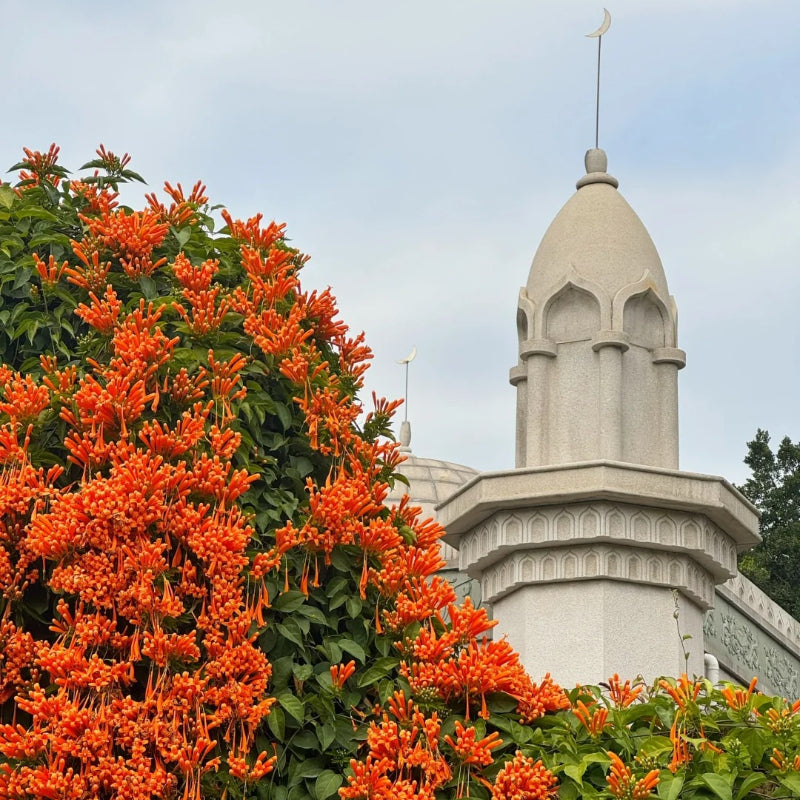 🧡Flor de Pyrostegia Venusta