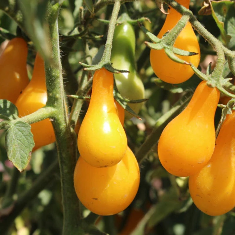 🔥50% de descuento🔥-Semillas de Tomate Pera Amarillo