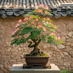 Flor de Albizia julibrissin
