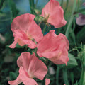 Mrs. R. Bolton Sweet Pea Seeds