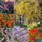 Climbing Plants Mix Seeds