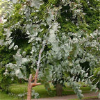 Egrow 50 Pcs/Pack Eucalyptus Seeds Silver Dollar Tree Eucalyptus Cinerea