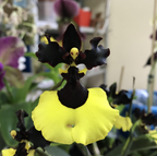 Semillas raras de orquídeas Oncidium - Jiaho Queen