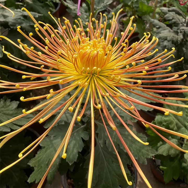 Semillas raras de crisantemo dorado - Flor de la longevidad💞