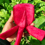 Semillas de rábano de piña🥕