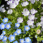 Nemophila-Ojos Azules de Bebé