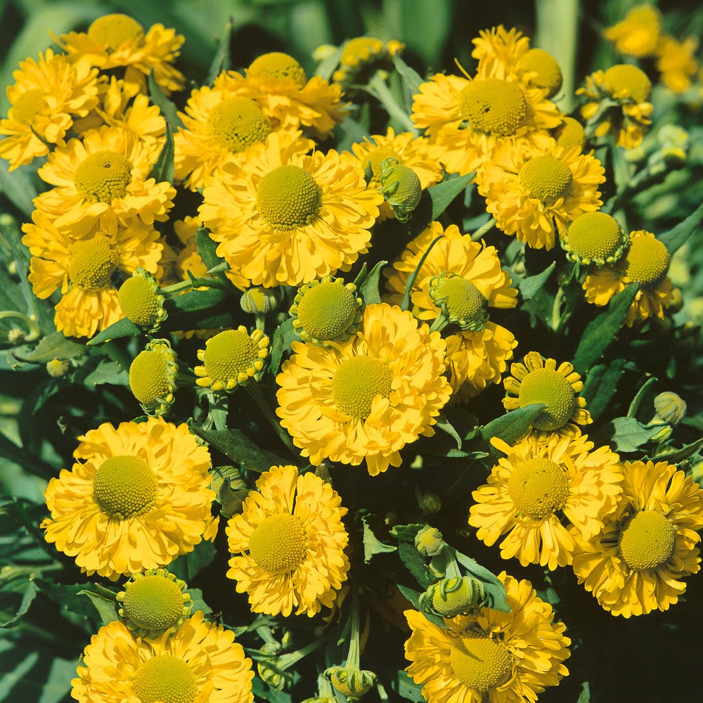 Semillas de flores de Helenium amarillo (Sneezeweed)