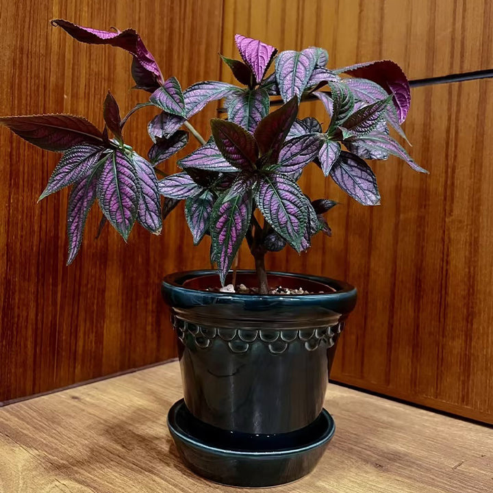Planta de follaje con tonos de Escudo Persa