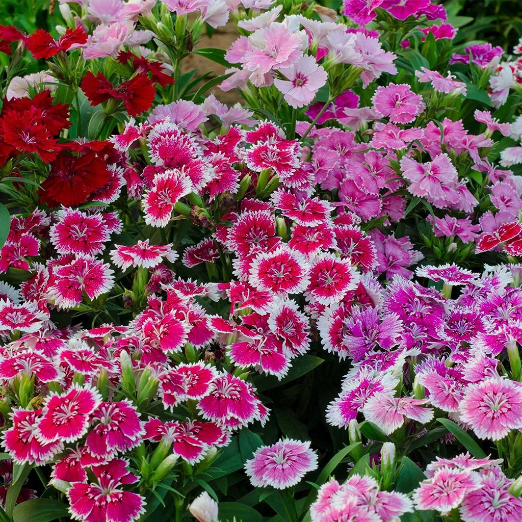 Semillas Mixtas Dianthus Corona