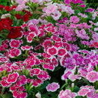 Semillas Mixtas Dianthus Corona