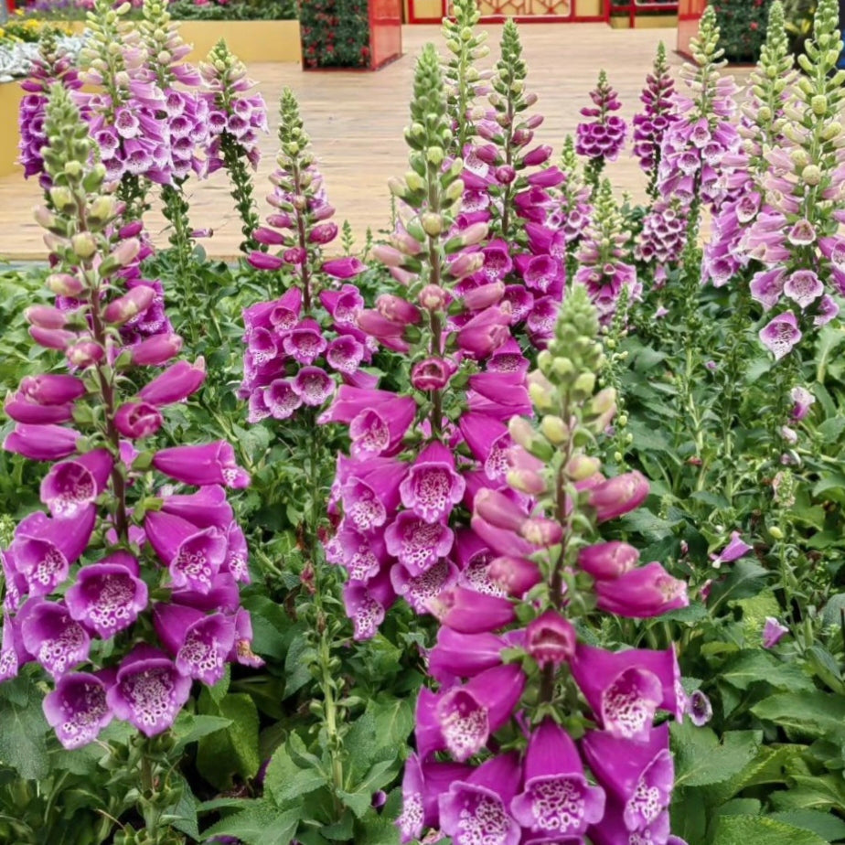 Semillas de Digitalis Purpurea