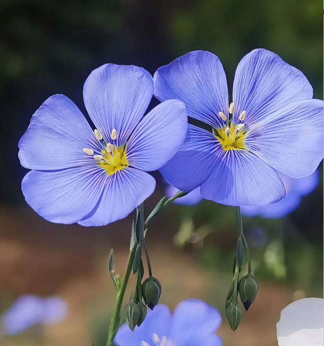 Semillas de Lino Azul Perenne, Linum Perenne