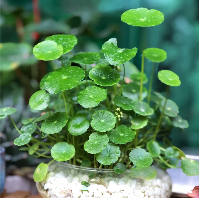 Semillas de Hydrocotyle Vulgaris