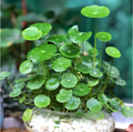 Semillas de Hydrocotyle Vulgaris