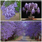 Semillas de jacarandá