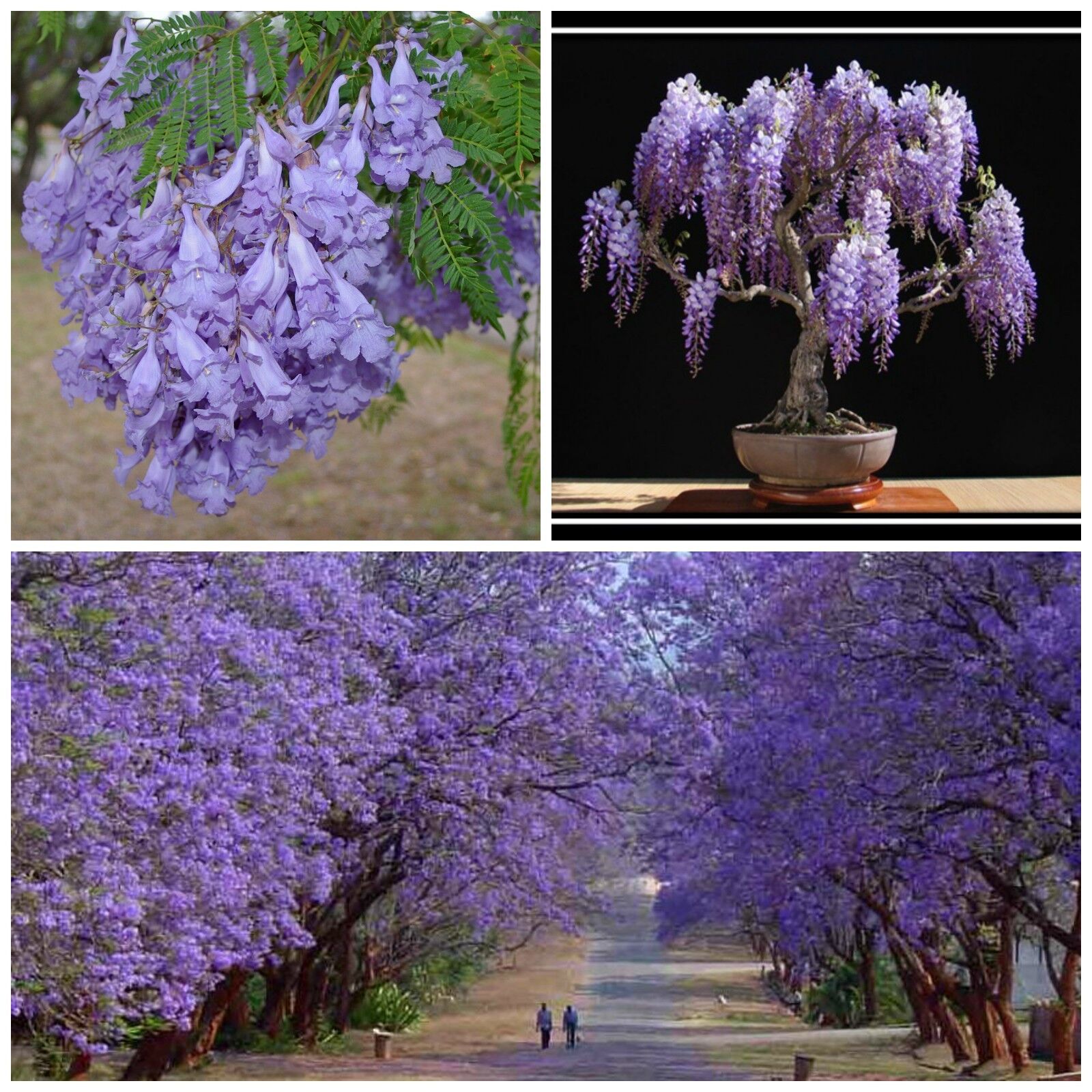 Semillas de jacarandá
