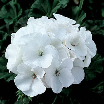 Geranio Pinto Premium White Semilla F1