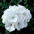 Geranio Pinto Premium White Semilla F1