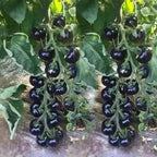 Semillas Raras de Tomate Negro
