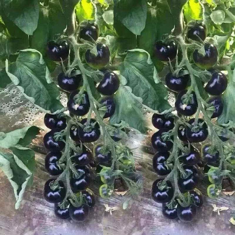 Semillas Raras de Tomate Negro